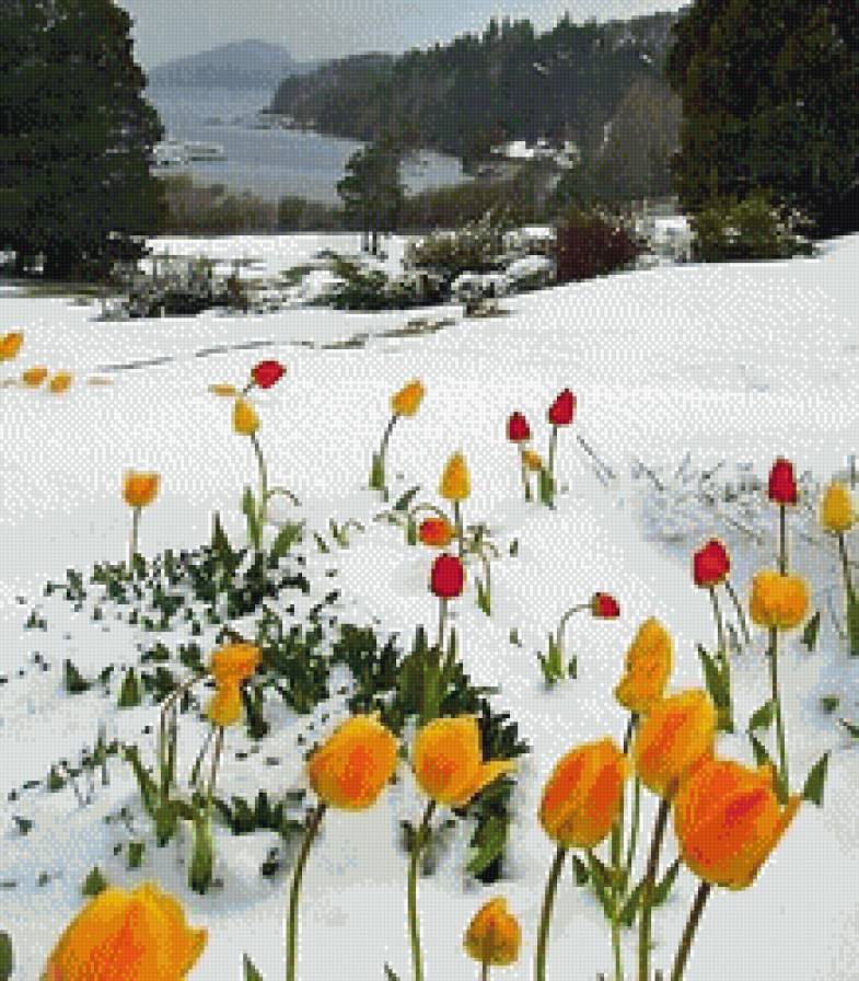 Тюльпаны в снегу - тюлбпаны - предпросмотр