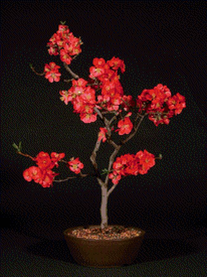 Вишневый бонсай. Для любви. - любовь, привлечение, вишня, сакура, бонсай - предпросмотр