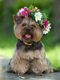 щеночек - животное, собака, весна - оригинал