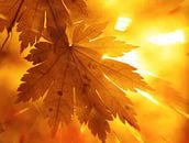 осень - листья, лучи, осень - оригинал