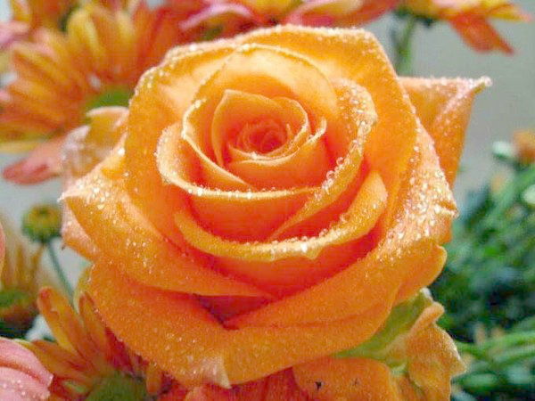 Оранжевая роза - роза - оригинал