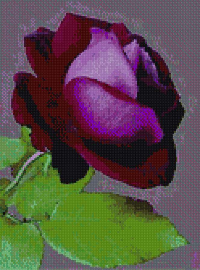 Фиолетовая роза - роза - предпросмотр