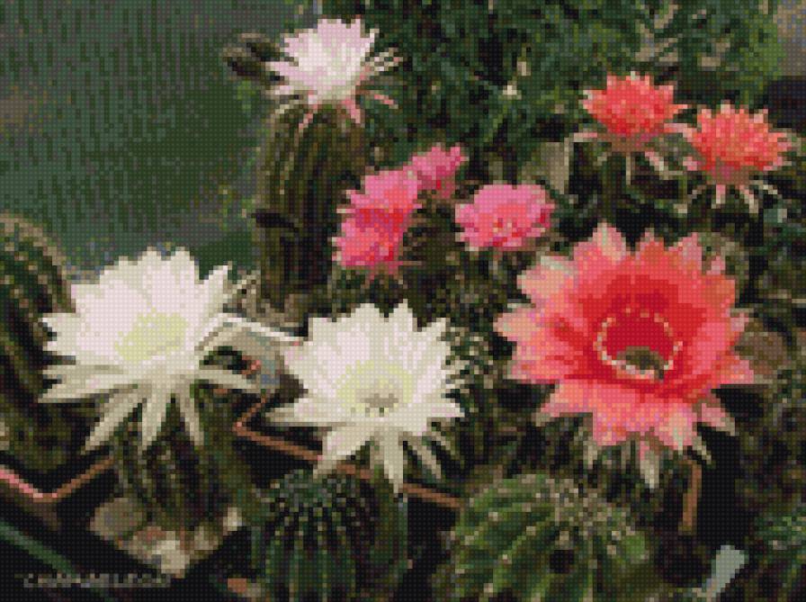 Цветущие кактусы - кактус - предпросмотр