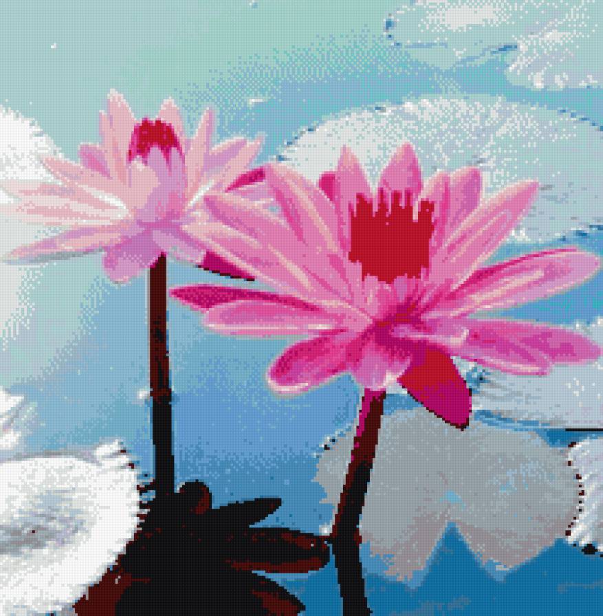 Цветы на воде - кувшинки - предпросмотр