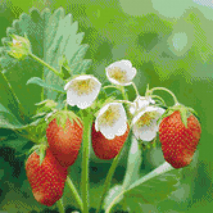 Клубника - клубника - предпросмотр