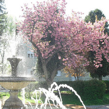 Схема вышивки «цветение сакурыв Мукачево»