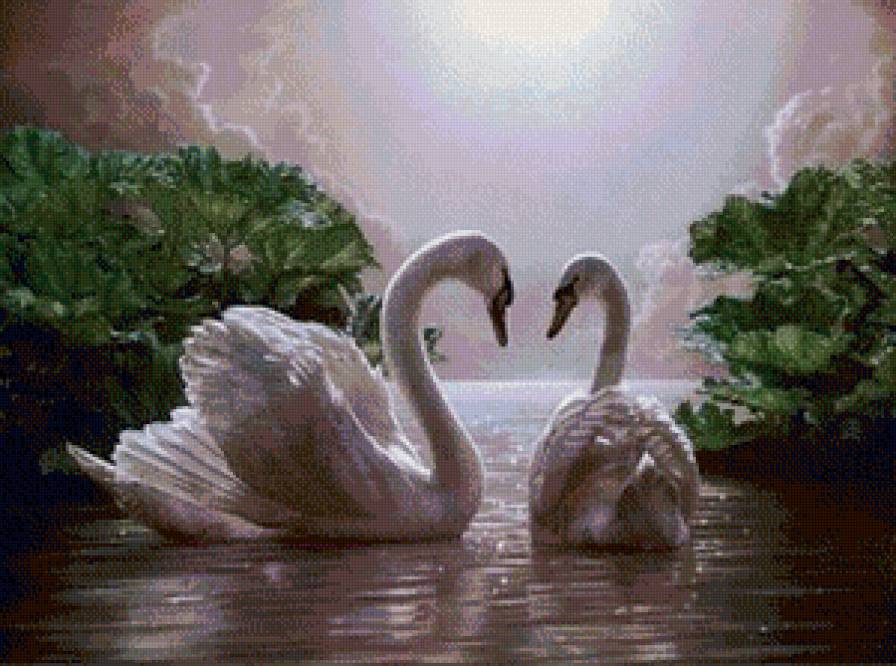 Лебеди - лебеди, река, животные - предпросмотр