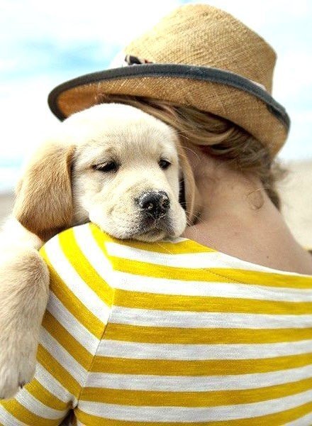 Песик - лето, собака - оригинал