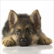 Схема вышивки «щенок»