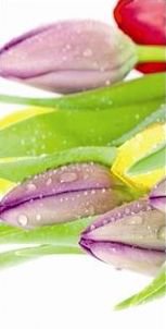 тюльпан1 - оригинал