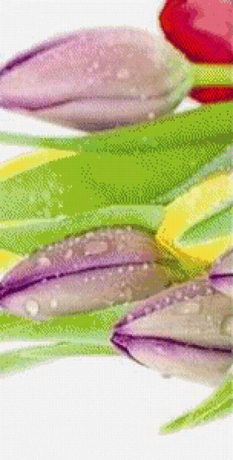 тюльпан1 - предпросмотр