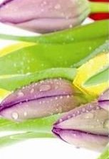 Схема вышивки «тюльпан1»