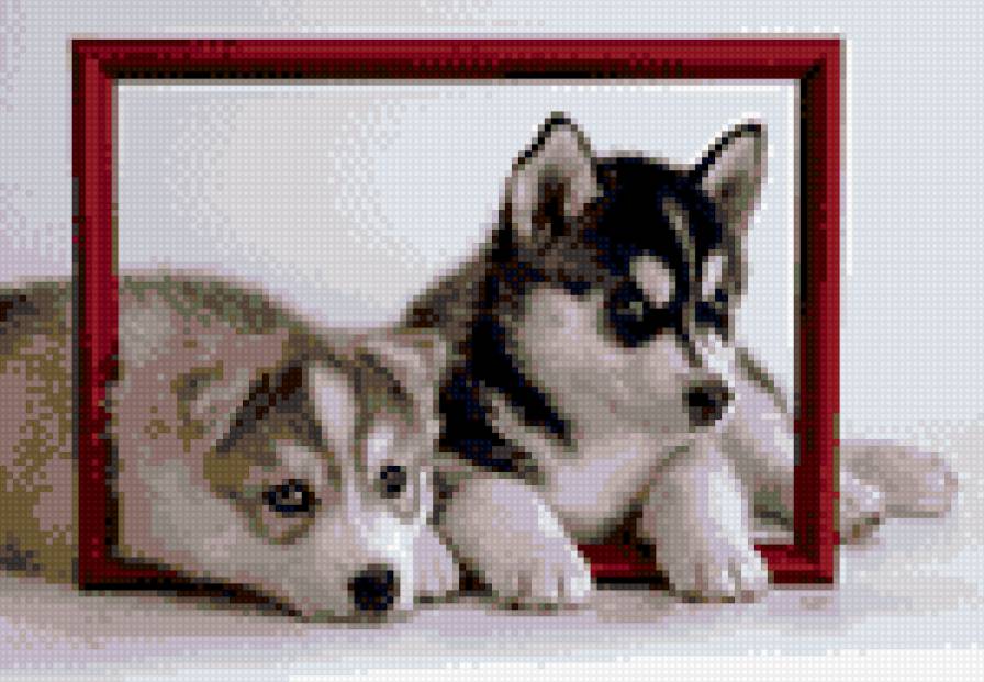 хаски - предпросмотр