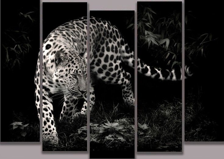 Кисааааа - животные.монохром - оригинал