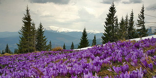 крокусы в карпатах - оригинал