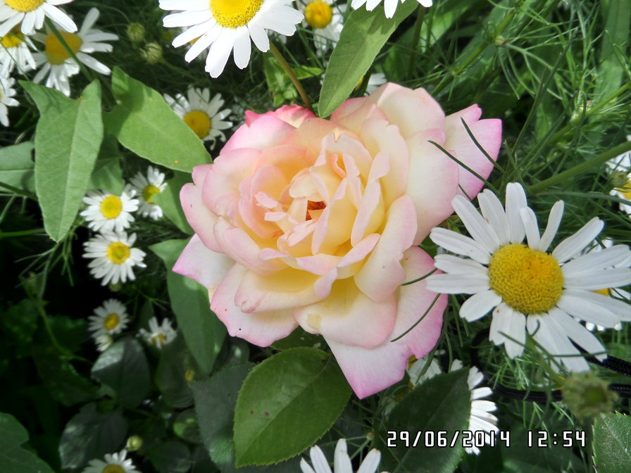 розы и ромахи - оригинал