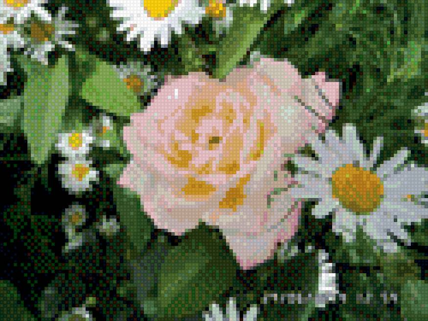 розы и ромахи - предпросмотр