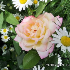 Схема вышивки «розы и ромахи»