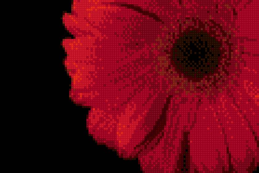 гербера 1 - предпросмотр