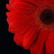 Схема вышивки «гербера 1»