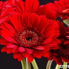 Схема вышивки «гербера 2»