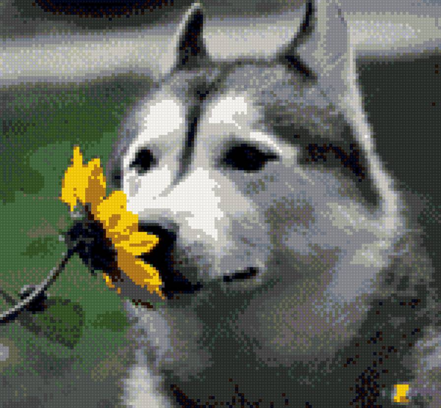 хаски с герберой - предпросмотр