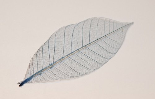 природная серия - листья, скелет - оригинал