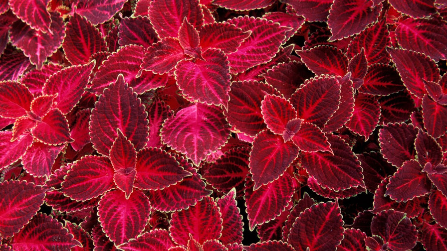 природная серия - природа, листья - оригинал