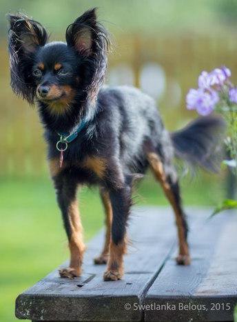 Русский длинношерстный Той-Терьер - оригинал