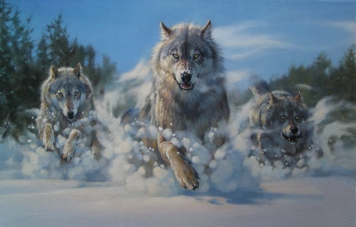 Волки - животные, лес, волки - оригинал