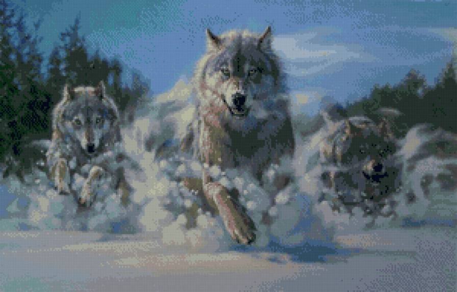 Волки - животные, волки, лес - предпросмотр