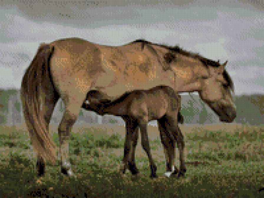 лошадь с жеребенком - жеребенок, лошадь - предпросмотр