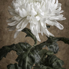 Схема вышивки «хризантеиа»