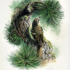 Схема вышивки «Zeng Xiao Lian. Птицы»