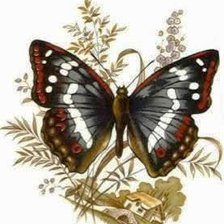 Схема вышивки «бабочка 10*15»