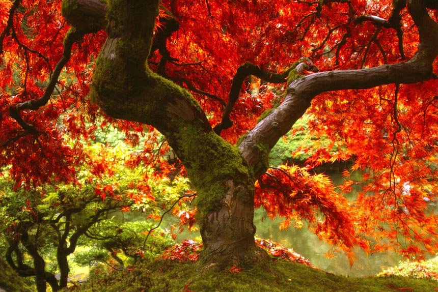 Осеннее дерево - осень, дерево - оригинал