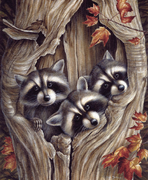 Еноты - еноты, животные - оригинал