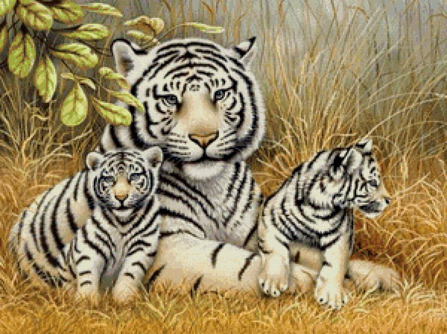 Тигр - животные, тигры - предпросмотр