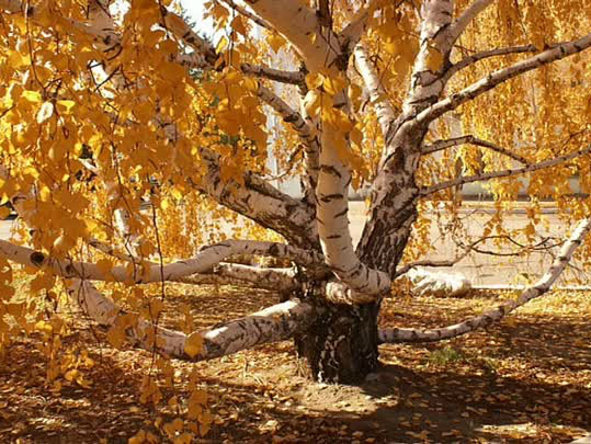 Осеннее дерево - осень, дерево, береза - оригинал