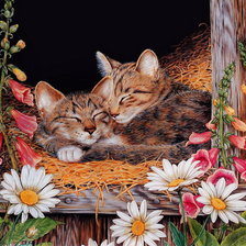 Схема вышивки «серия ,,кошки"»