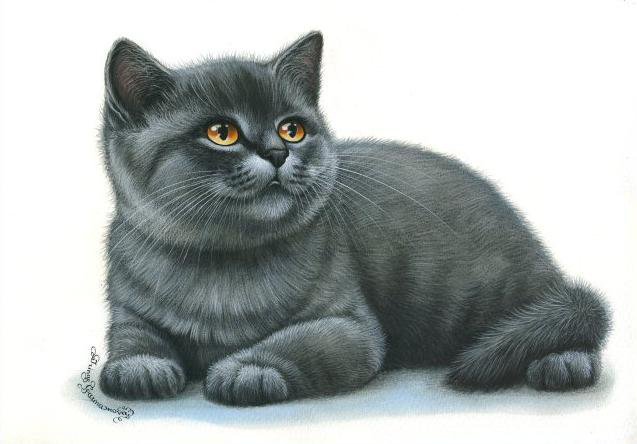 серия ,,кошки" - животные.кошка. - оригинал