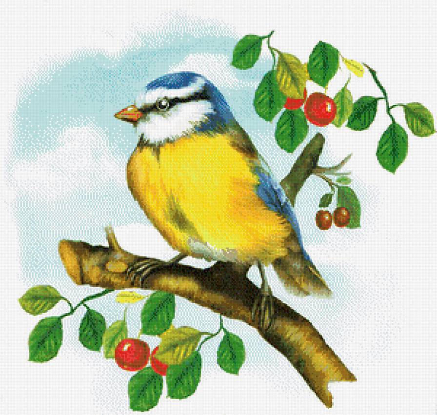 синица - птицы - предпросмотр