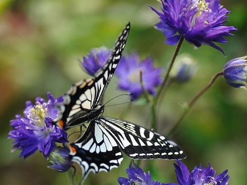 бабочка - бабочки - оригинал