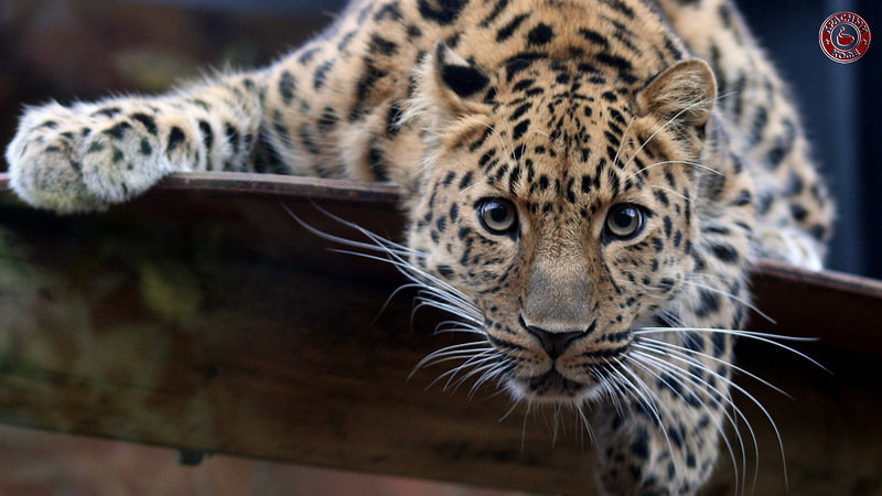 тигрёнок - оригинал