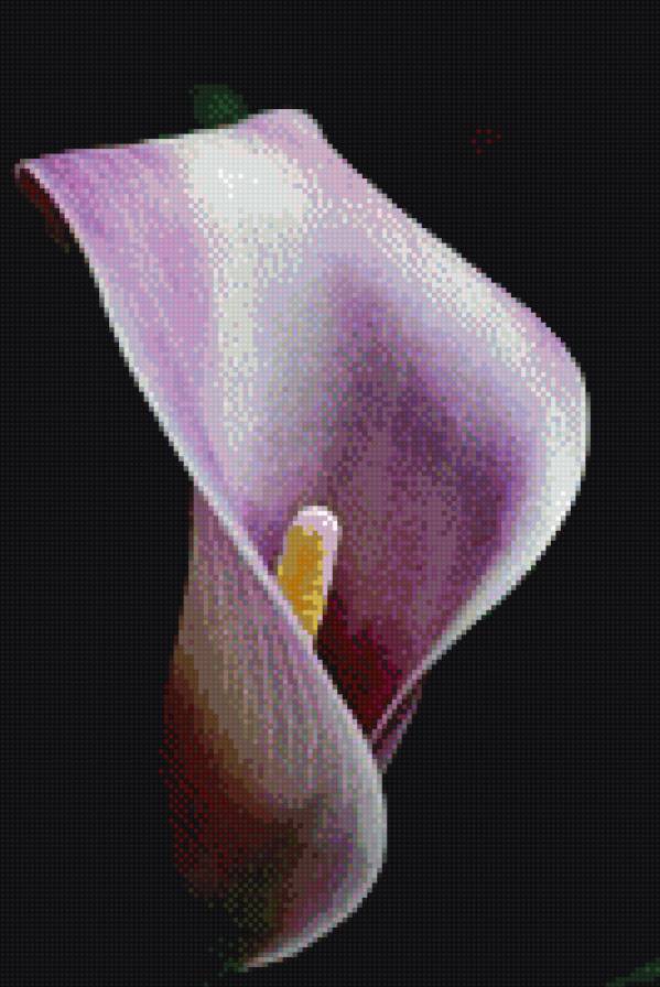 Розовая калла - розовый, каллы - предпросмотр