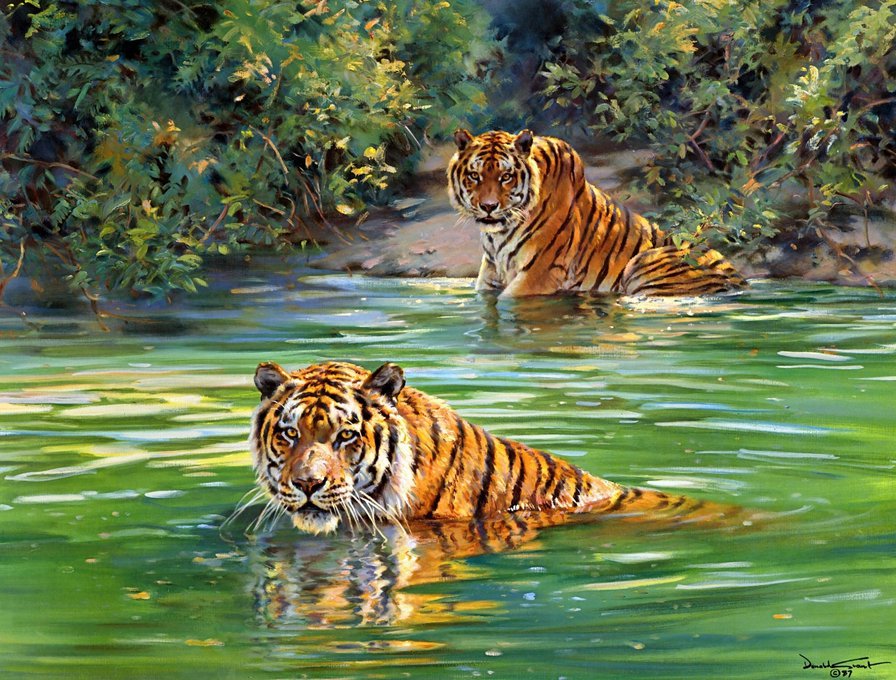 тигры купаются - кошки, тигры, пара, природа, озеро, животные - оригинал