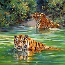 тигры купаются