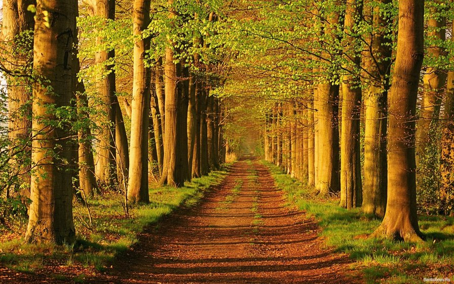 Вечерняя аллея - аллея - оригинал