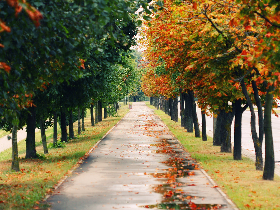 Аллея лето-осень - пейзаж, аллея - оригинал