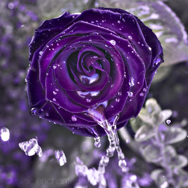 Фиолет - цветы, роза - оригинал